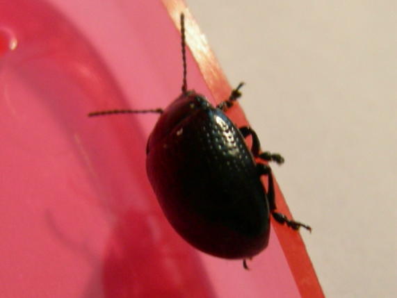Chrysolina vicentina da determinare